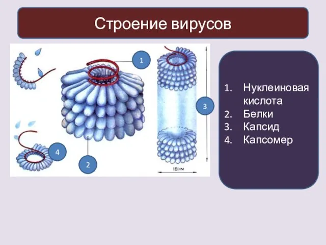 Строение вирусов 1 2 3 4 Нуклеиновая кислота Белки Капсид Капсомер