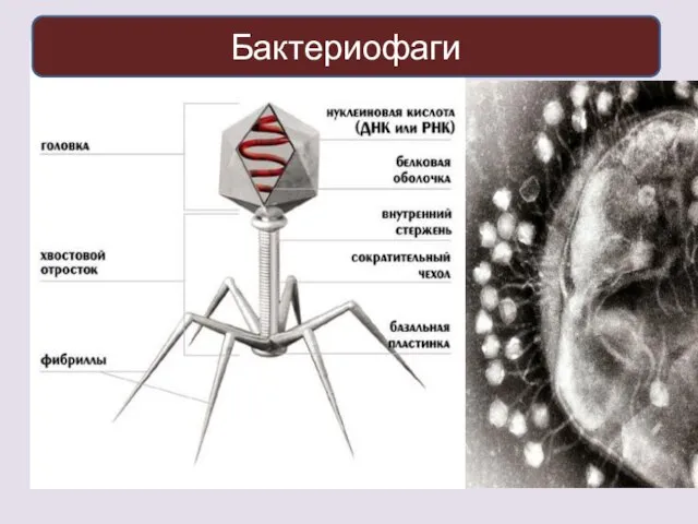 Бактериофаги