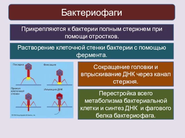 Бактериофаги Прикрепляются к бактерии полным стержнем при помощи отростков. Растворение клеточной стенки