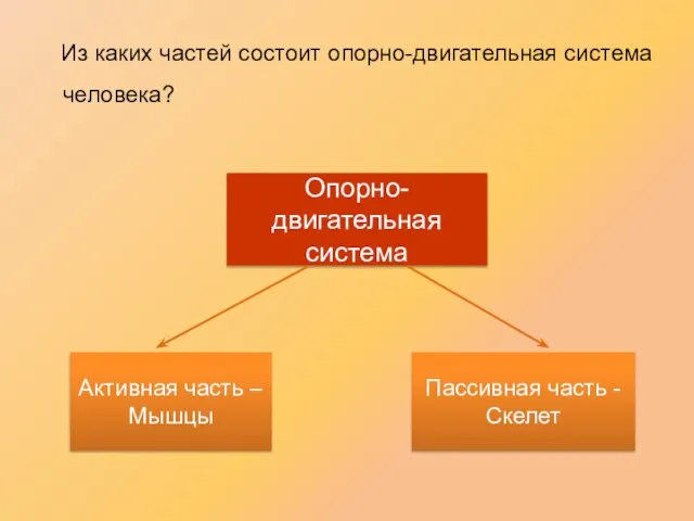 Из каких частей состоит опорно-двигательная система человека? Опорно-двигательная система Активная часть –