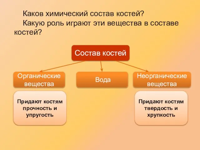 Каков химический состав костей? Какую роль играют эти вещества в составе костей?