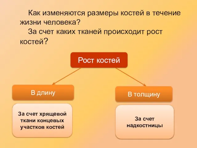 Как изменяются размеры костей в течение жизни человека? За счет каких тканей