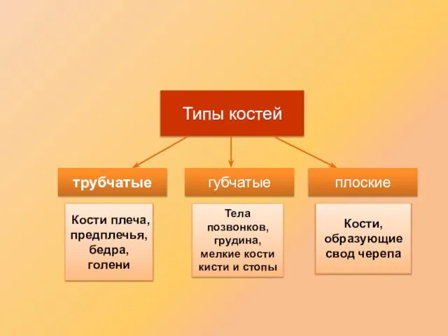 Типы костей трубчатые губчатые плоские Кости плеча, предплечья, бедра, голени Тела позвонков,