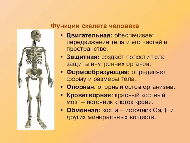 Функции скелета человека Двигательная: обеспечивает передвижение тела и его частей в пространстве.