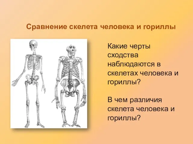 Какие черты сходства наблюдаются в скелетах человека и гориллы? В чем различия