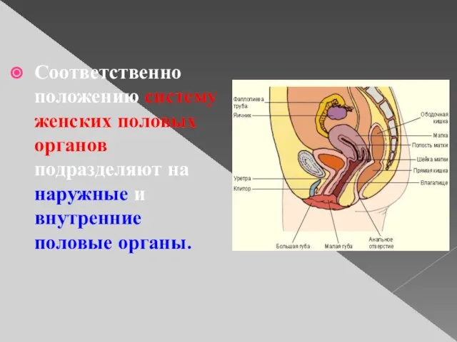 Соответственно положению систему женских половых органов подразделяют на наружные и внутренние половые органы.