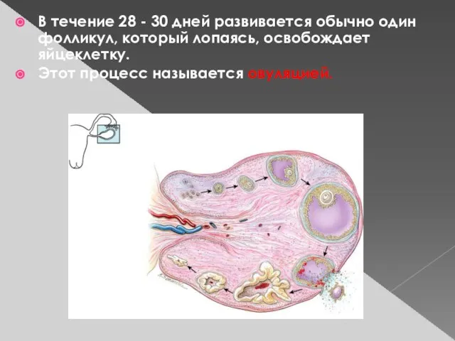 В течение 28 - 30 дней развивается обычно один фолликул, который лопаясь,