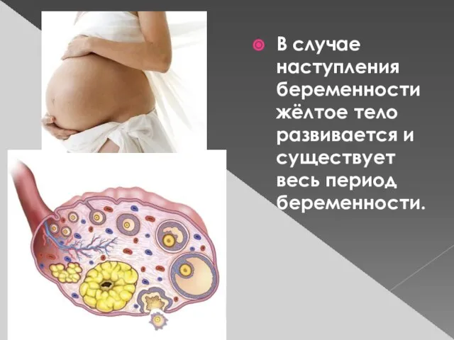 В случае наступления беременности жёлтое тело развивается и существует весь период беременности.