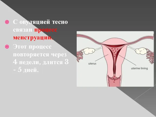 С овуляцией тесно связан процесс менструации. Этот процесс повторяется через 4 недели,