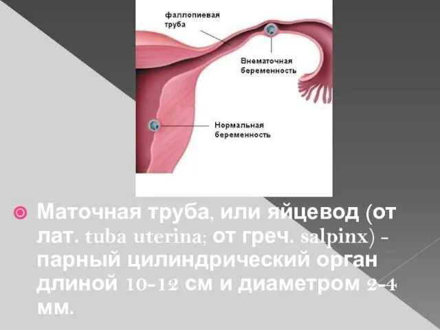 Маточная труба, или яйцевод (от лат. tuba uterina; от греч. salpinx) -