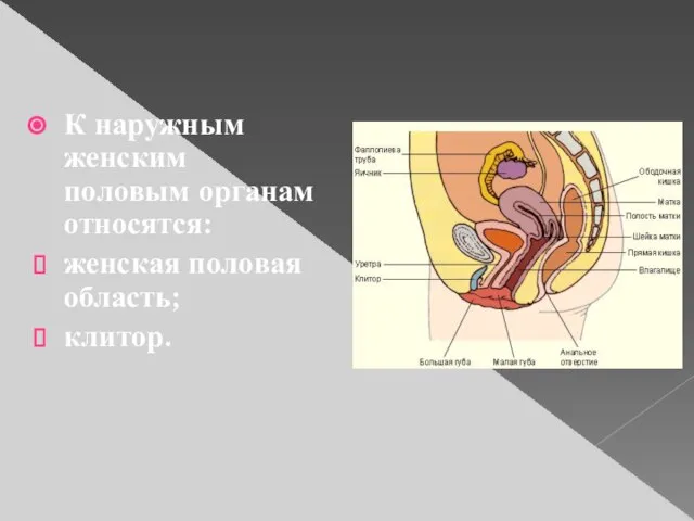 К наружным женским половым органам относятся: женская половая область; клитор.