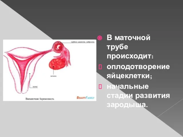 В маточной трубе происходит: оплодотворение яйцеклетки; начальные стадии развития зародыша.
