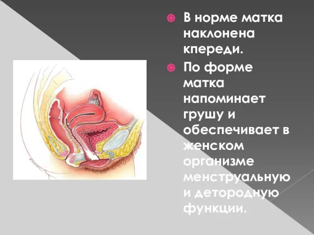 В норме матка наклонена кпереди. По форме матка напоминает грушу и обеспечивает