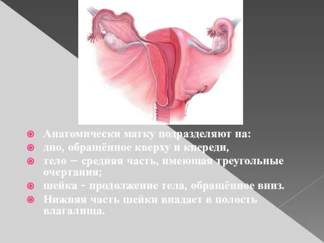 Анатомически матку подразделяют на: дно, обращённое кверху и кпереди, тело – средняя