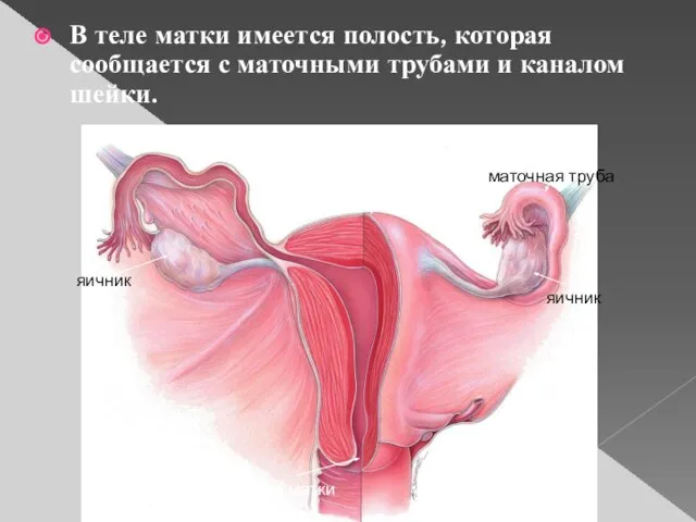 В теле матки имеется полость, которая сообщается с маточными трубами и каналом