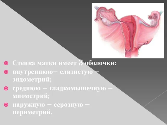 Стенка матки имеет 3 оболочки: внутреннюю– слизистую – эндометрий; среднюю – гладкомышечную