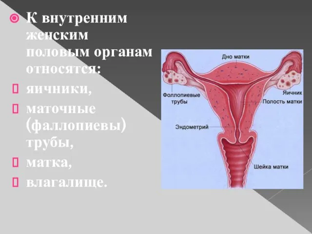 К внутренним женским половым органам относятся: яичники, маточные (фаллопиевы) трубы, матка, влагалище.
