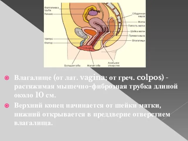 Влагалище (от лат. vagina; от греч. colpos) - растяжимая мышечно-фиброзная трубка длиной