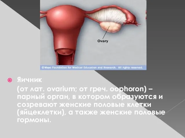 Яичник (от лат. ovarium; от греч. oophoron) – парный орган, в котором