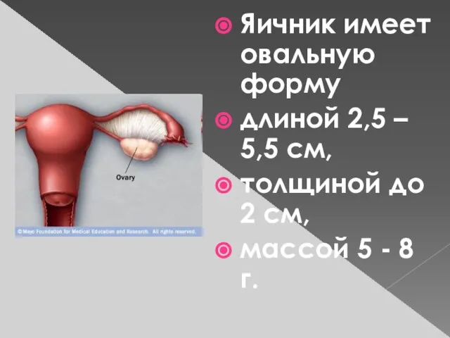 Яичник имеет овальную форму длиной 2,5 – 5,5 см, толщиной до 2