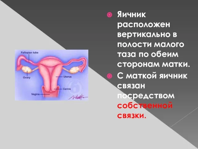 Яичник расположен вертикально в полости малого таза по обеим сторонам матки. С