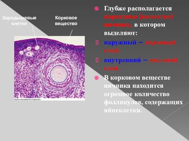 Глубже располагается паренхима (вещество) яичника, в котором выделяют: наружный – корковый слой;