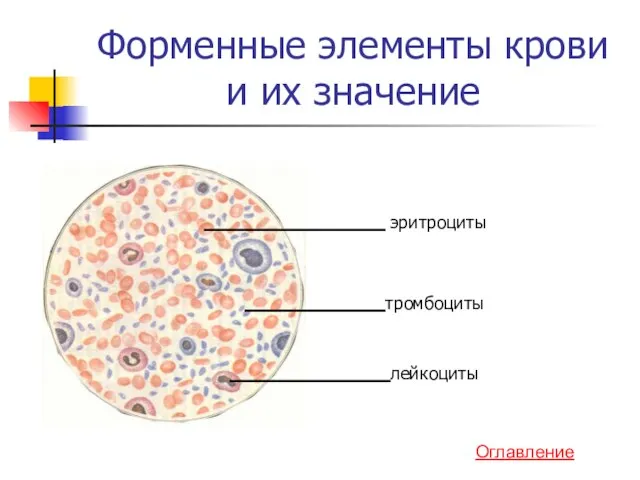 Форменные элементы крови и их значение лейкоциты тромбоциты эритроциты Оглавление