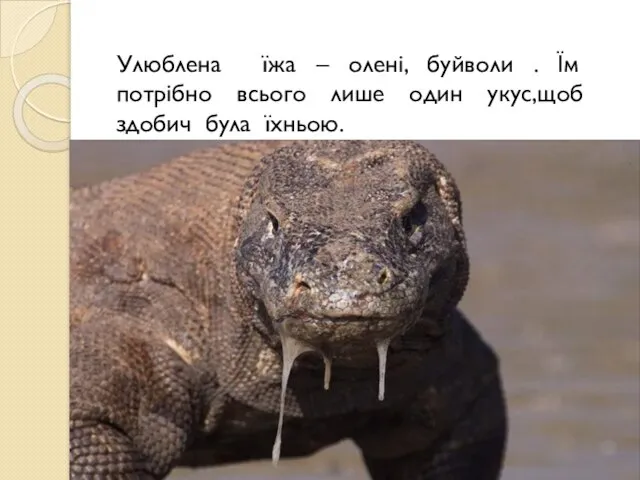 Улюблена їжа – олені, буйволи . Їм потрібно всього лише один укус,щоб здобич була їхньою.