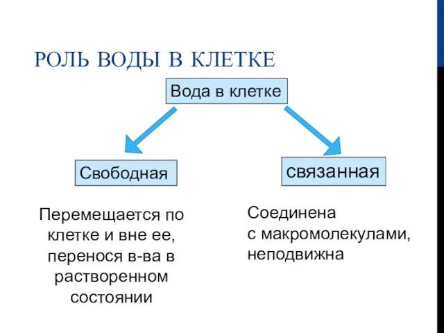 РОЛЬ ВОДЫ В КЛЕТКЕ Вода в клетке Свободная связанная Перемещается по клетке