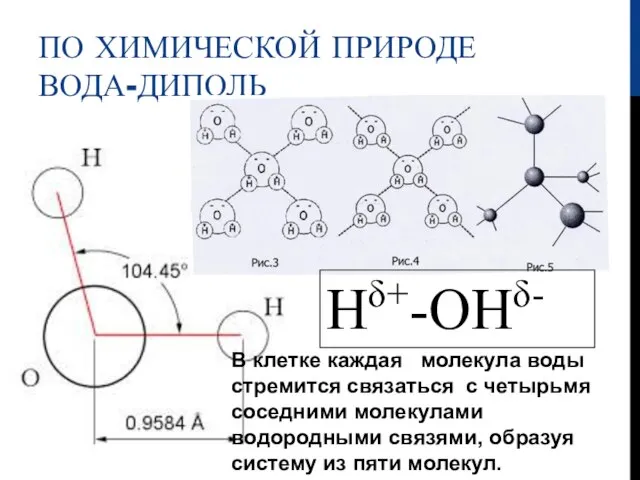 ПО ХИМИЧЕСКОЙ ПРИРОДЕ ВОДА-ДИПОЛЬ Нδ+-ОНδ- В клетке каждая молекула воды стремится связаться