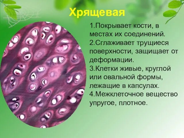 Хрящевая 1.Покрывает кости, в местах их соединений. 2.Сглаживает трущиеся поверхности, защищает от