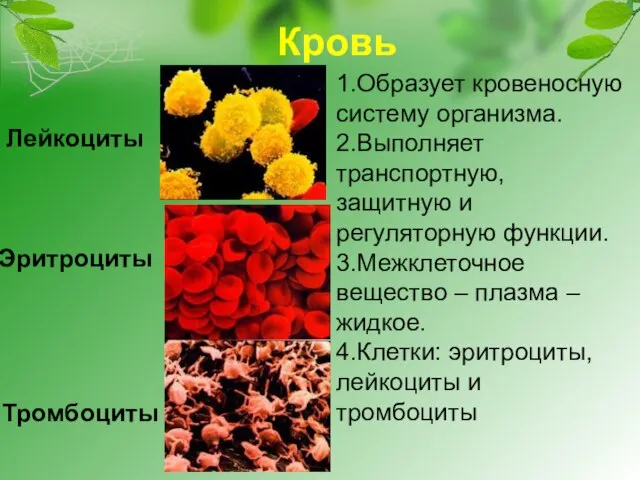 Кровь 1.Образует кровеносную систему организма. 2.Выполняет транспортную, защитную и регуляторную функции. 3.Межклеточное