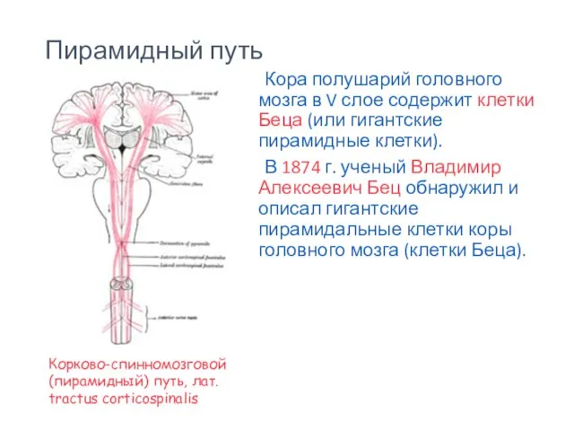 Пирамидный путь Кора полушарий головного мозга в V слое содержит клетки Беца