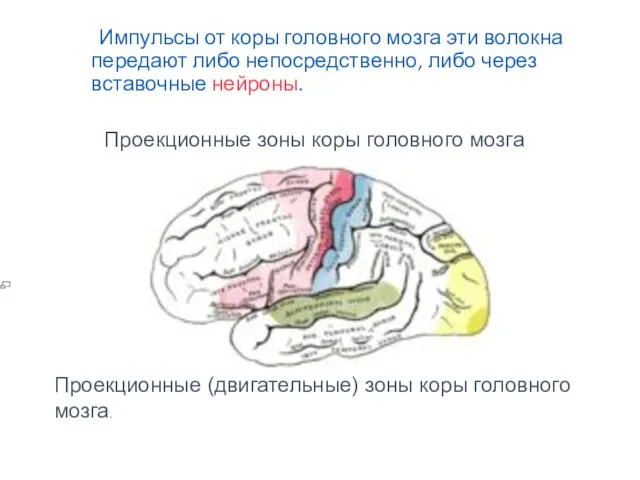 Импульсы от коры головного мозга эти волокна передают либо непосредственно, либо через