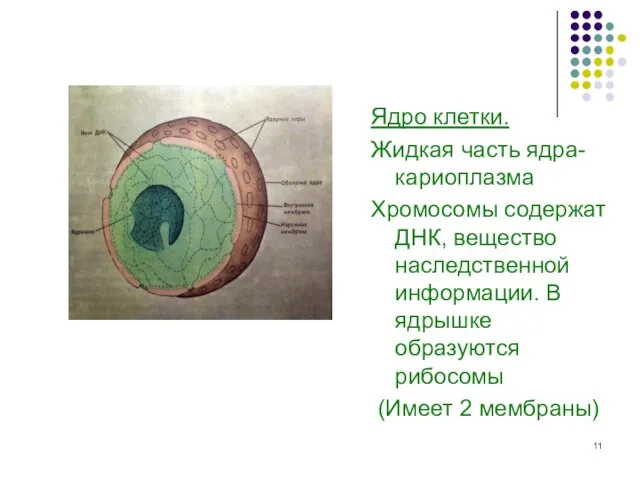 Ядро клетки. Жидкая часть ядра-кариоплазма Хромосомы содержат ДНК, вещество наследственной информации. В