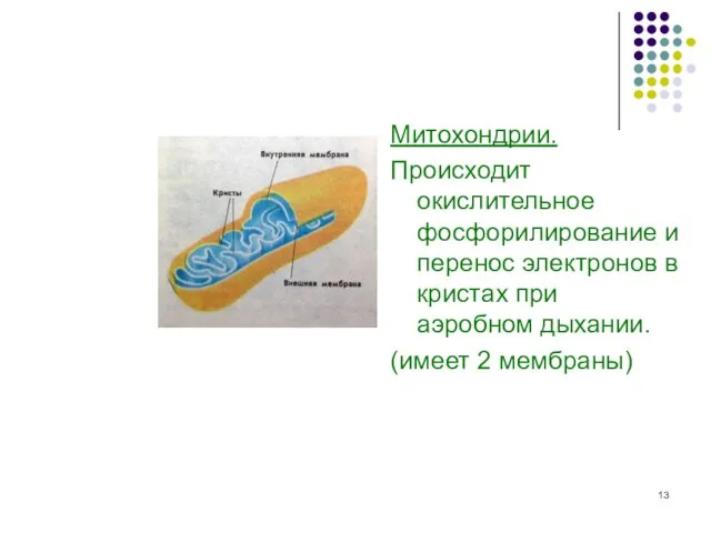 Митохондрии. Происходит окислительное фосфорилирование и перенос электронов в кристах при аэробном дыхании. (имеет 2 мембраны)