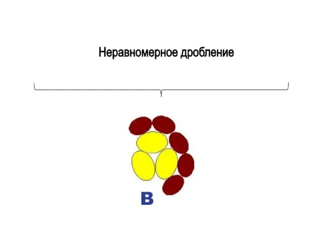 Неравномерное дробление