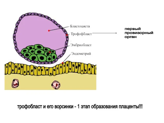 первый провизорный орган трофобласт и его ворсинки - 1 этап образования плаценты!!!
