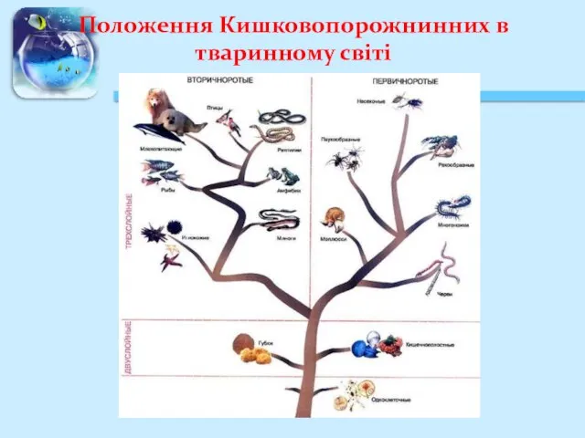 Положення Кишковопорожнинних в тваринному світі