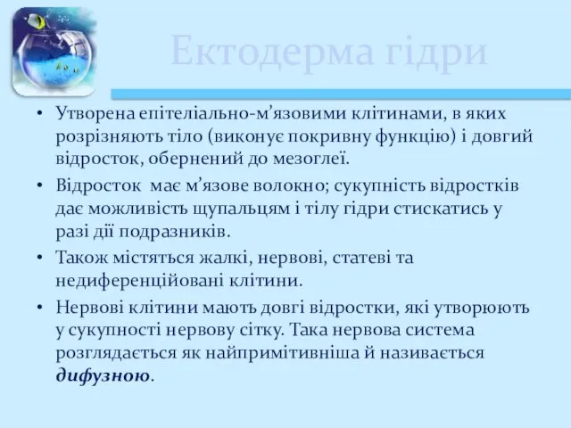 Ектодерма гідри Утворена епітеліально-м’язовими клітинами, в яких розрізняють тіло (виконує покривну функцію)