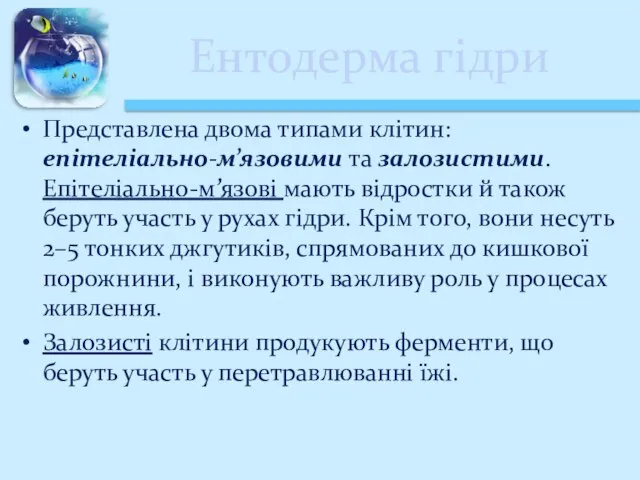 Ентодерма гідри Представлена двома типами клітин: епітеліально-м’язовими та залозистими. Епітеліально-м’язові мають відростки