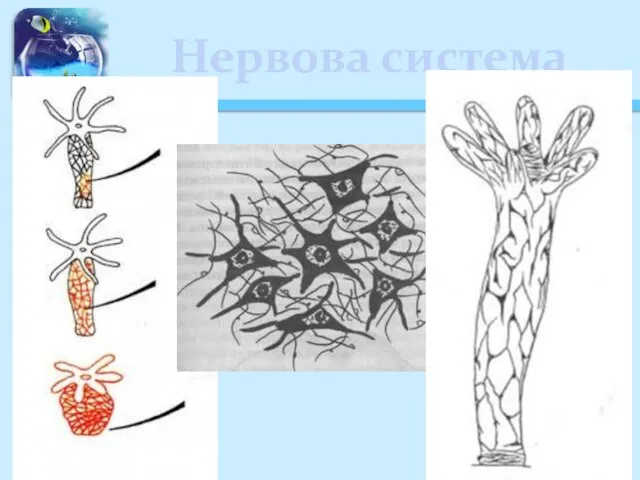 Нервова система