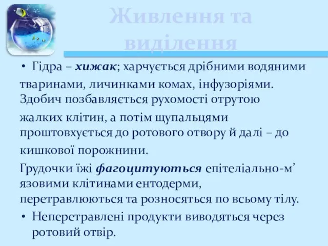 Живлення та виділення Гідра – хижак; харчується дрібними водяними тваринами, личинками комах,