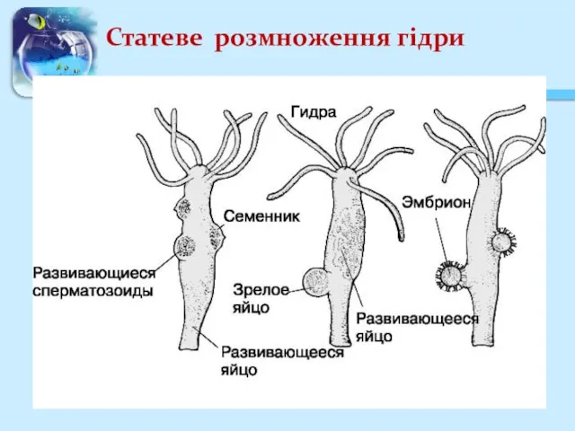 Статеве розмноження гідри