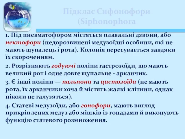 Підклас Сифонофори (Siphonophora 1. Під пневматофором містяться плавальні дзвони, або нектофори (недорозвинені