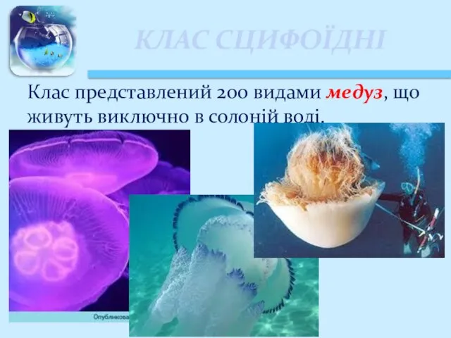 КЛАС СЦИФОЇДНІ Клас представлений 200 видами медуз, що живуть виключно в солоній воді.