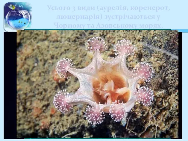 Усього 3 види (аурелія, коренерот, люцернарія) зустрічаються у Чорному та Азовському морях.