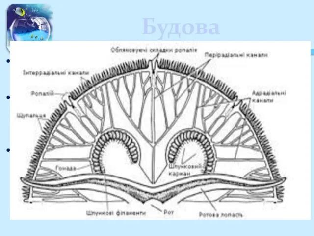 Будова Тіло сцифоїдної медузи (купол) має форму парасольки або дзвона. У центрі