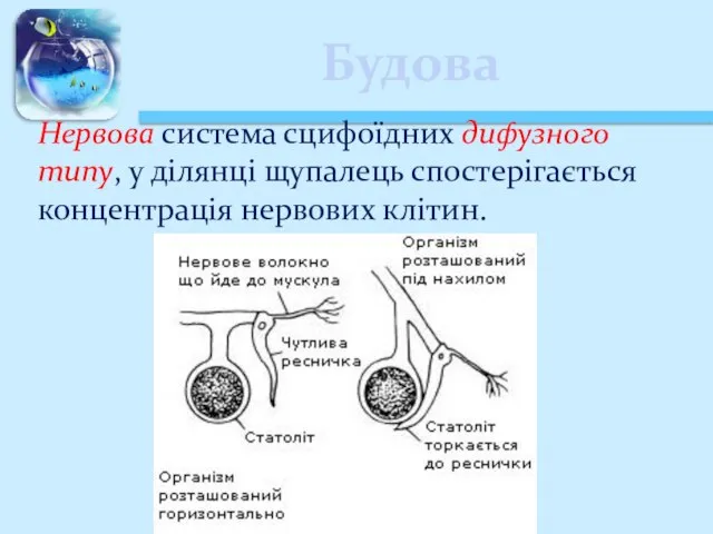 Будова Нервова система сцифоїдних дифузного типу, у ділянці щупалець спостерігається концентрація нервових клітин.