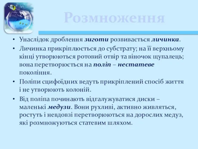 Розмноження Унаслідок дроблення зиготи розвивається личинка. Личинка прикріплюється до субстрату; на її